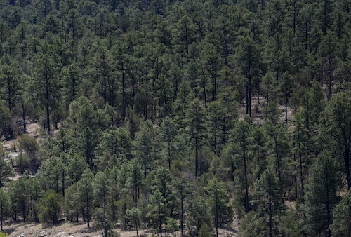 gila national forest near lake roberts preston keres u s forest service reindeer in forest two