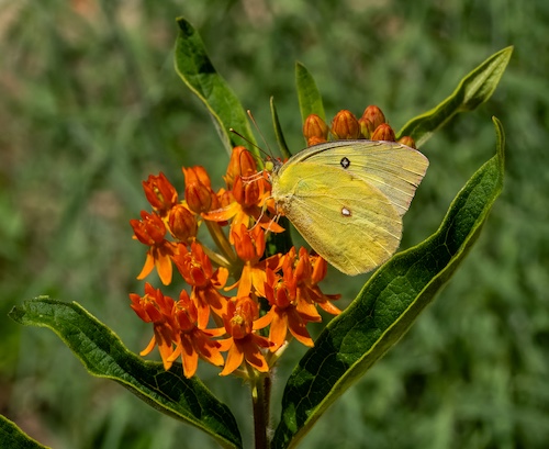 Milkweed