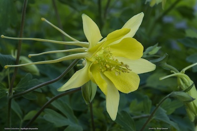 Columbine