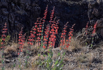 Penstemon