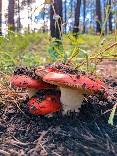 RussulaMushrooms