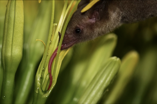 BatFeeding