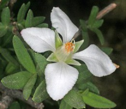 Fendlera rupicola.jpg