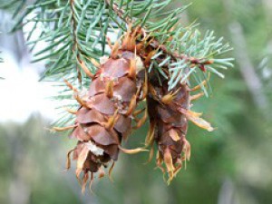 Pseudotsuga menziesii cone.jpg