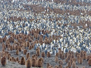 Penguin colony