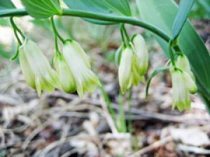 Polygonatum biflorum 2.jpg